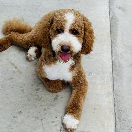 Maverick - Goldendoodle