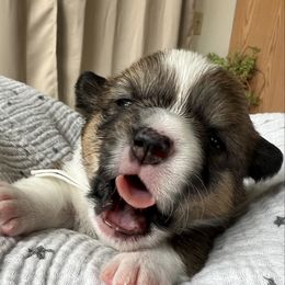 Calla- Sable Female - Sable and white female American Corgi puppy in Chippewa Falls, Wisconsin from Dazie Lou’s Corgis