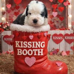 Legolas - White and brown male Saint Bernard puppy in Ramona, California from Buendias Ranch Saint Bernards & Bernese Mountain Dogs
