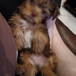 Yorkshire Terrier Puppies from Misty Butts