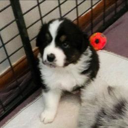 Faith - Black tri-color female Australian Shepherd puppy in Athens, Tennessee from Mimi's Aussie