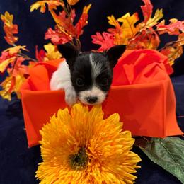 Boy 2 - White black and tan male Papillon puppy in Fremont, Michigan from Barque