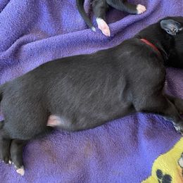 Red collar - Black female Greyhound puppy in Alamogordo, New Mexico from Trapple's Custom K-9's