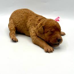 Bellini - Apricot female Goldendoodle puppy in Mount Pleasant, Tennessee from Doodle My Heart