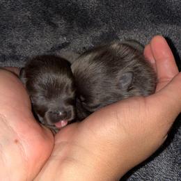 Sapphire - Blue male Pomeranian puppy in Tucson, Arizona from Pomutopia