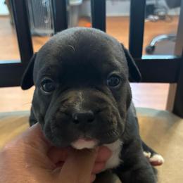 Black widow - Black female American Staffordshire Terrier puppy in Byron, Georgia from Lelani