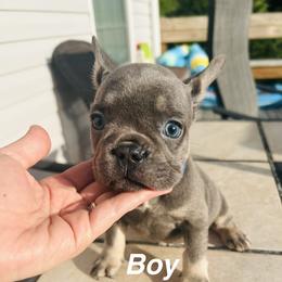 Boy B - Blue male French Bulldog puppy in Gulf Breeze, Florida from Bay Breeze Kennel
