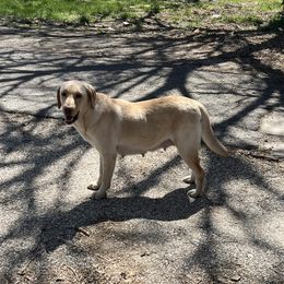 Lex - Labrador Retriever