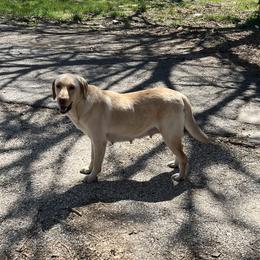 Lex - Labrador Retriever