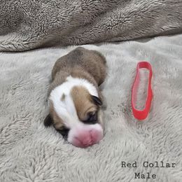 Red Collar Male - Red male Pembroke Welsh Corgi puppy in Tenino, Washington from LoneStar Corgis NW