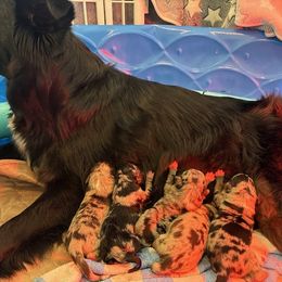 Australian Shepherd Puppies from Night Skye Aussies