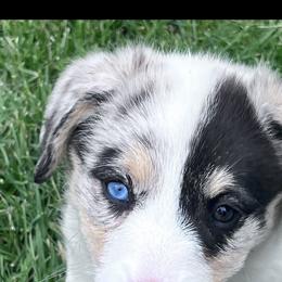 Sally - Blue merle and white female American Corgi puppy in Heyworth, Illinois from Schumaker Corgis