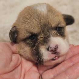 Boy 4 Marvyn - Red male Pembroke Welsh Corgi puppy in Corvallis, Montana from Montana Corgi Corral