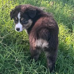 Cinderella (Ella) - Black tri female Miniature Australian Shepherd puppy in Tecumseh, Oklahoma from Ashley's Aussies, LLC