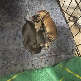 Black boy - Black male Pomeranian puppy in Adairsville, Georgia from BE North GA Pomeranians