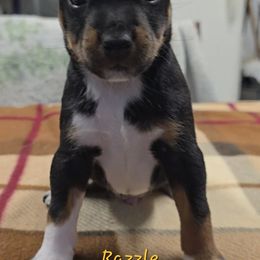 Razzle - Black tan and white male Rat Terrier puppy in Divide, Colorado from Outlaw Farm and Kennel