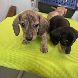 Dachshund Puppies from Little Kisses Doxies