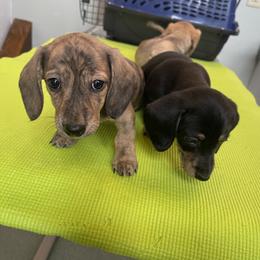 Dachshund Puppies from Little Kisses Doxies