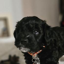 Brown  colored collar - Black male Whoodle puppy in O'neill, Nebraska from Willowdale Doodles