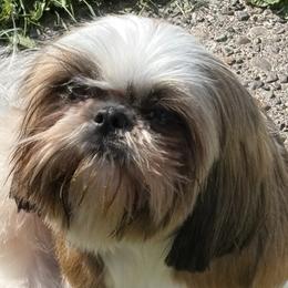 AUDREY - Shih Tzu
