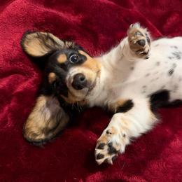 Snickers AKC - Black and tan male Dachshund puppy in Marseilles, Illinois from Zacha’s Doxie House