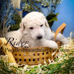 Rider - Cream male Poodle puppy in Greenville, North Carolina from Grace Poodles
