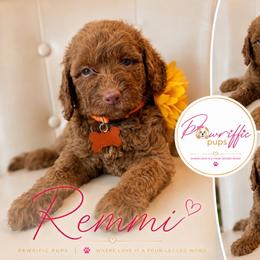 Remmi - Apricot female Goldendoodle puppy in Spring Lake, North Carolina from Pawriffic Pups