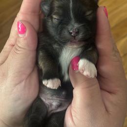 Tito - Tri-colored male Pomeranian puppy in Illinois from Maribel Poms