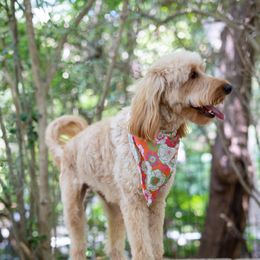 Peach - Goldendoodle