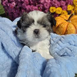 Norman - Brindle and white male Shih Tzu puppy in Buffalo, New York from Shih Tzu's by Jen