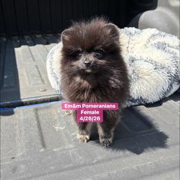 Black and tan girl - Black and tan female Pomeranian puppy in Kentucky from Em&M Pomeranians