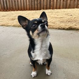 Flynn - Chihuahua