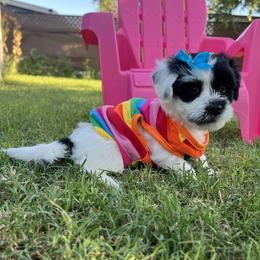 Stormy - Black and white female Havanese puppy in Monahans, Texas from Homeward Havanese, LLC