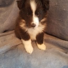 Shetland Sheepdog Puppies from Hawks Acres Shetland Sheepdogs