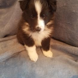 Shetland Sheepdog Puppies from Hawks Acres Shetland Sheepdogs