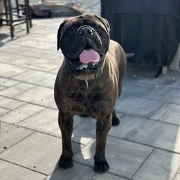 Mave - Bullmastiff