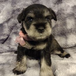 Miniature Schnauzer Puppies from Kim Stockstill