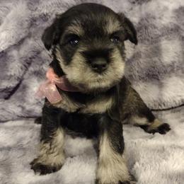 Miniature Schnauzer Puppies from Kim Stockstill