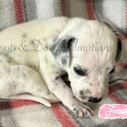 Light Pink - White and black female Dalmatian puppy in Jacksonville, North Carolina from Spots and Dots Dalmatians