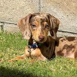 Dachshunds from Dots N Spots Dachshunds