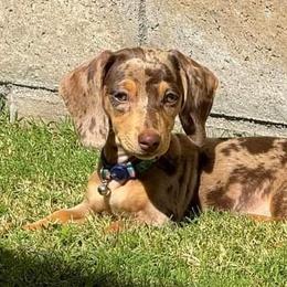 Dachshunds from Dots N Spots Dachshunds