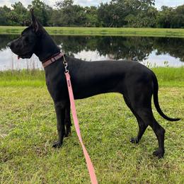 Great Dane puppies from Mara Danes