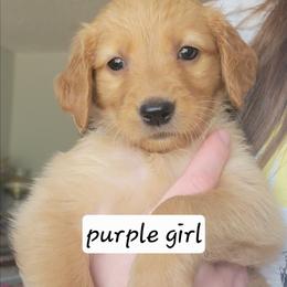 Girl 5 - Golden female Golden Retriever puppy in Lakewood, Washington from Lenhart Goldens