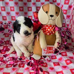 White collar - Black and white female Bernedoodle puppy in Mckenzie, Tennessee from Small Town Doodles & Poodles