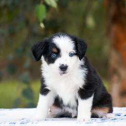 Poppy - Black tri female Miniature American Shepherd puppy in Chocowinity, North Carolina from Foxtail Hollow