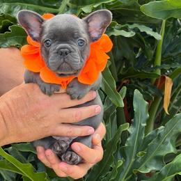 Reese - Blue male French Bulldog puppy in Palm Coast, Florida from Calypso Island French Bulldogs