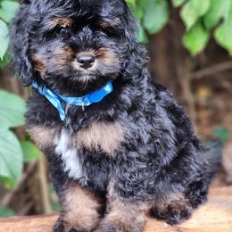 Franklin - Black and tan male Cockapoo puppy in Louisburg, North Carolina from Raven Oak's Mini Cockapoos