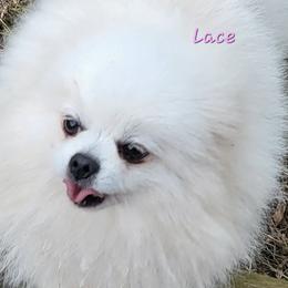 Lacy - Pomeranian