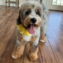 Maggie - Bernedoodle