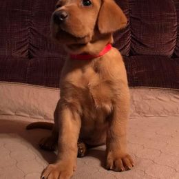 Labrador Retriever Puppies from Mountain Top View Fox Red Labs